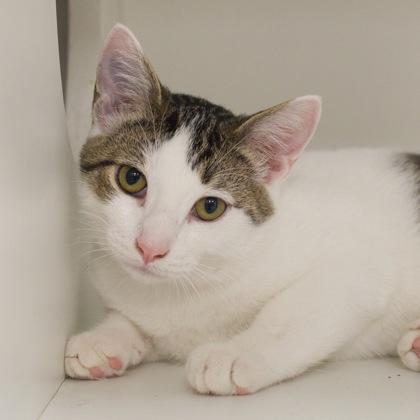 Pearson, Adoptable, Kitten Male Domestic Short Hair & Domestic Short Hair.