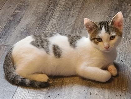 Enlarge Pearson, a Adoptable mixed breed in Verona, WI image 2/3