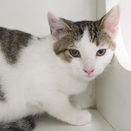 Enlarge Pearson, a Adoptable mixed breed in Verona, WI image 3/3
