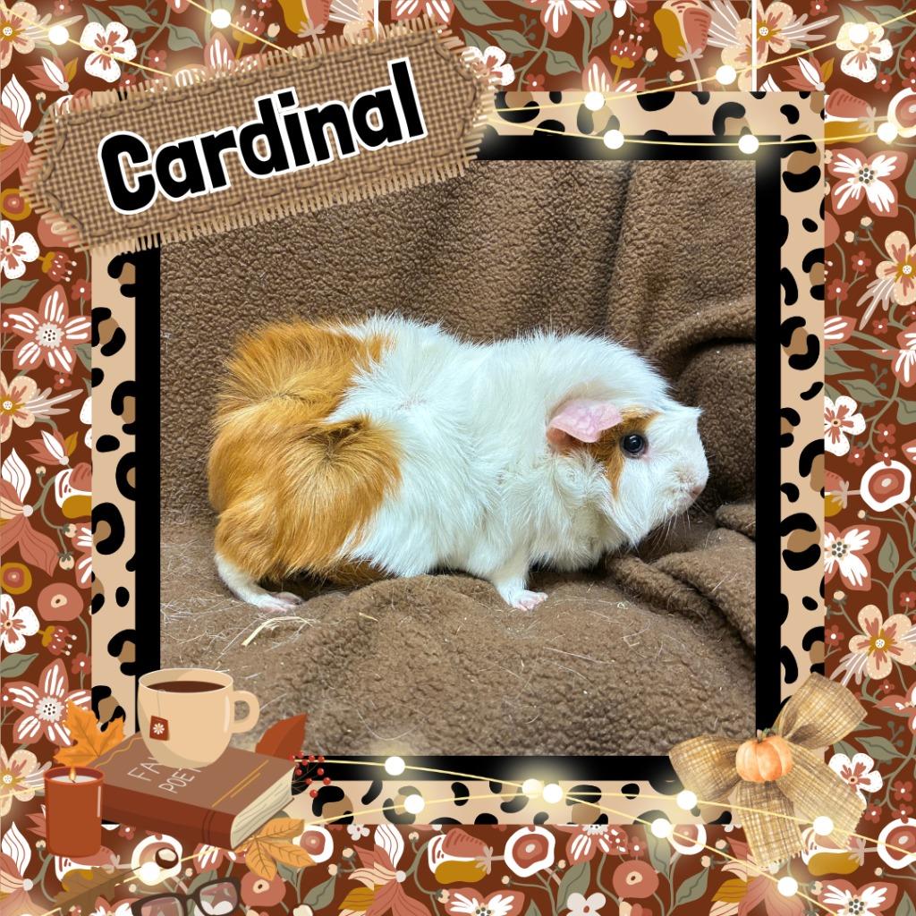 Cardinal, Adoptable, Adult Female Guinea Pig.