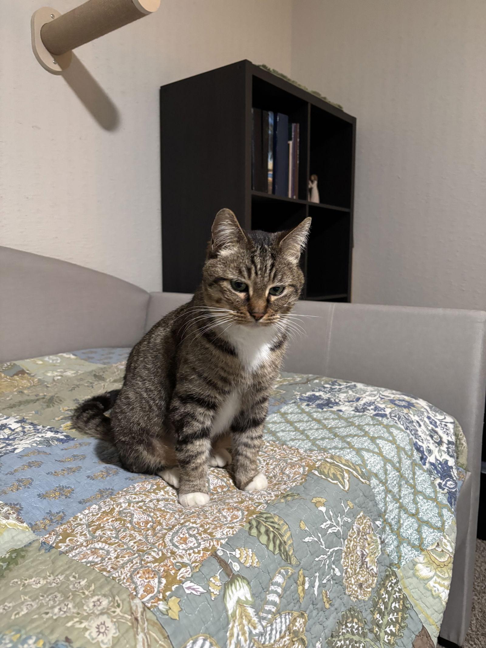 Rita ( Melinda), Adoptable, Adult Female Tabby.