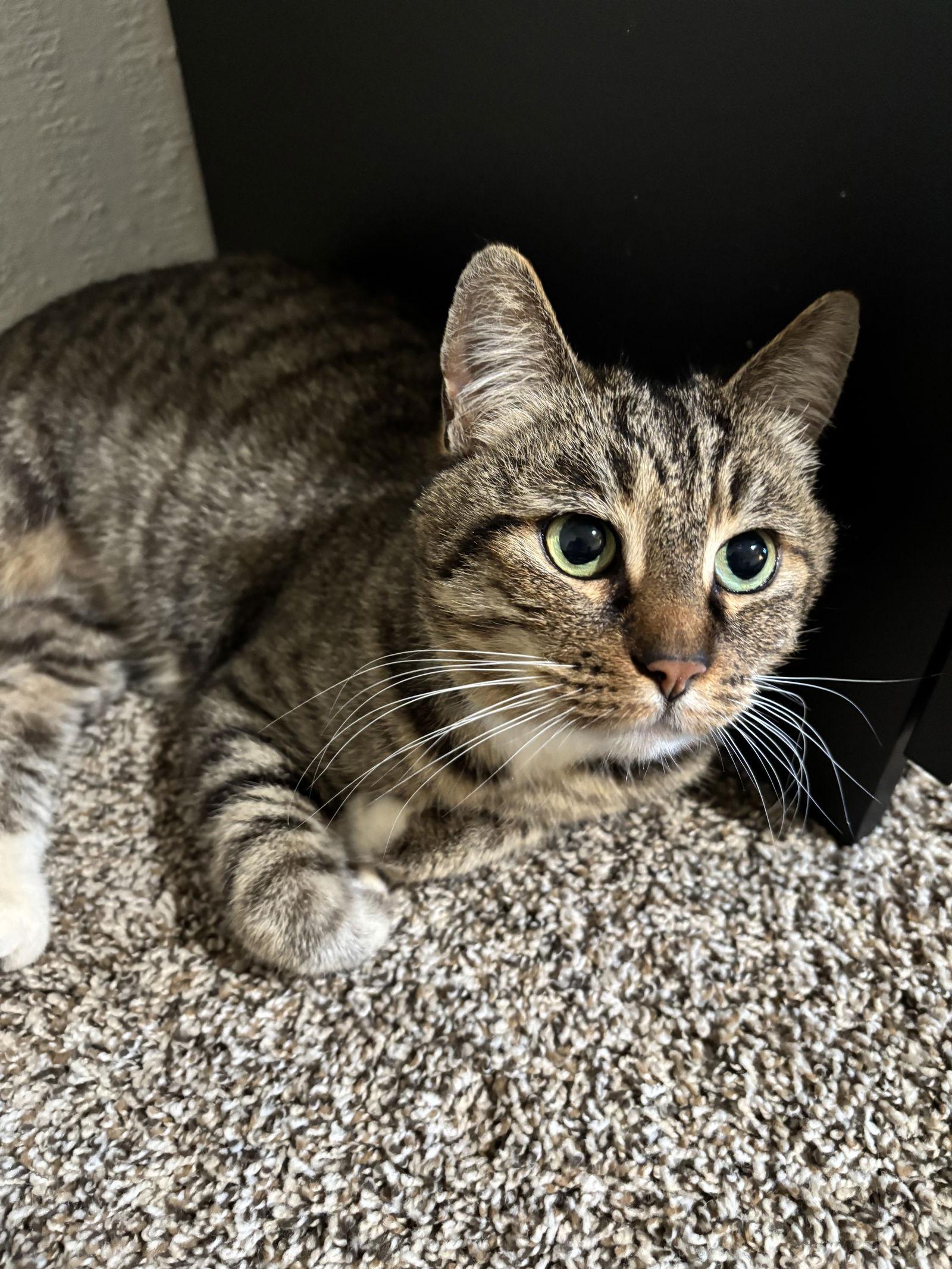 Enlarge Rita ( Melinda), a Adoptable Tabby in Vallejo, CA image 3/3