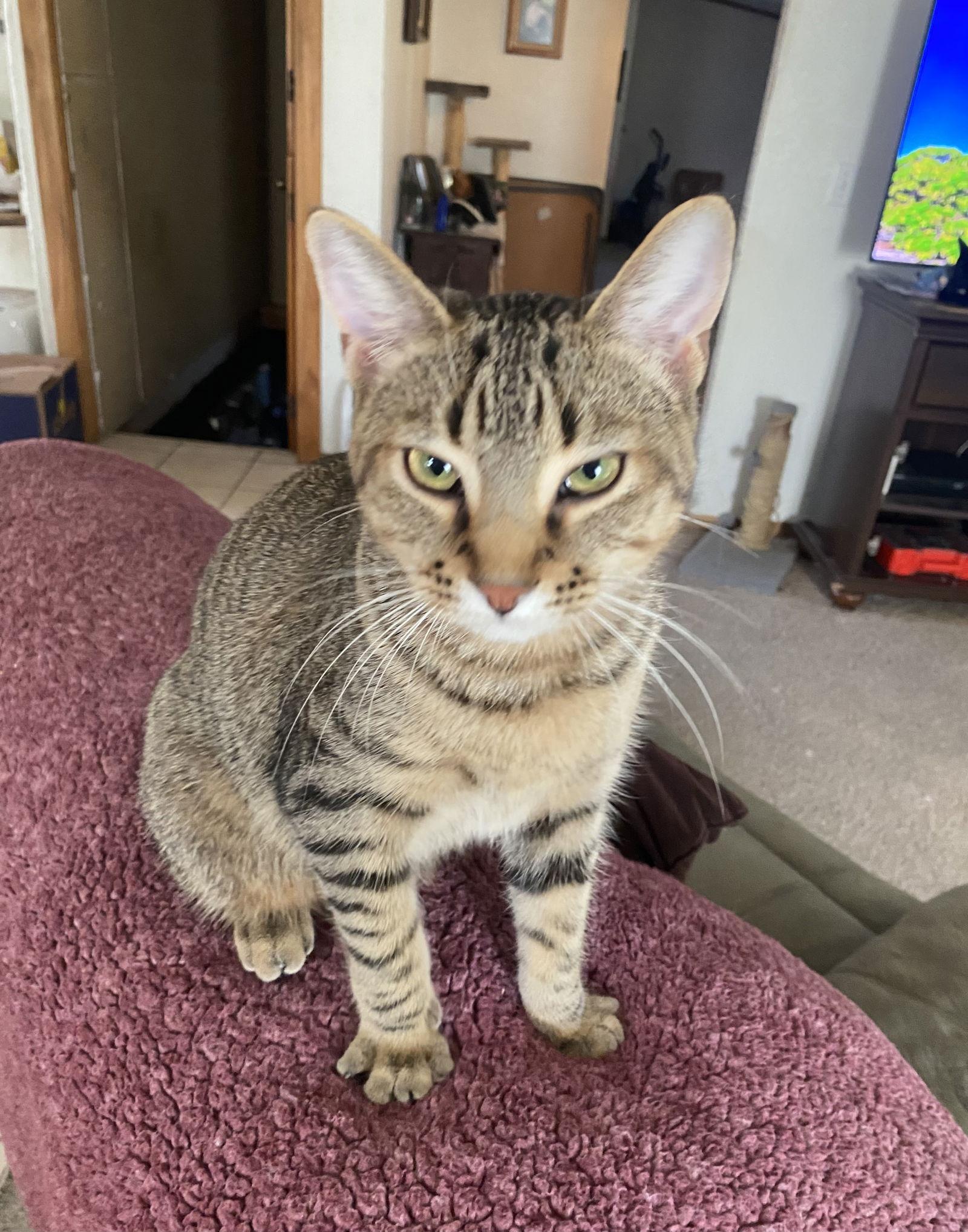 Enlarge Memphis, a Adoptable mixed breed in Walled Lake, MI image 1/3