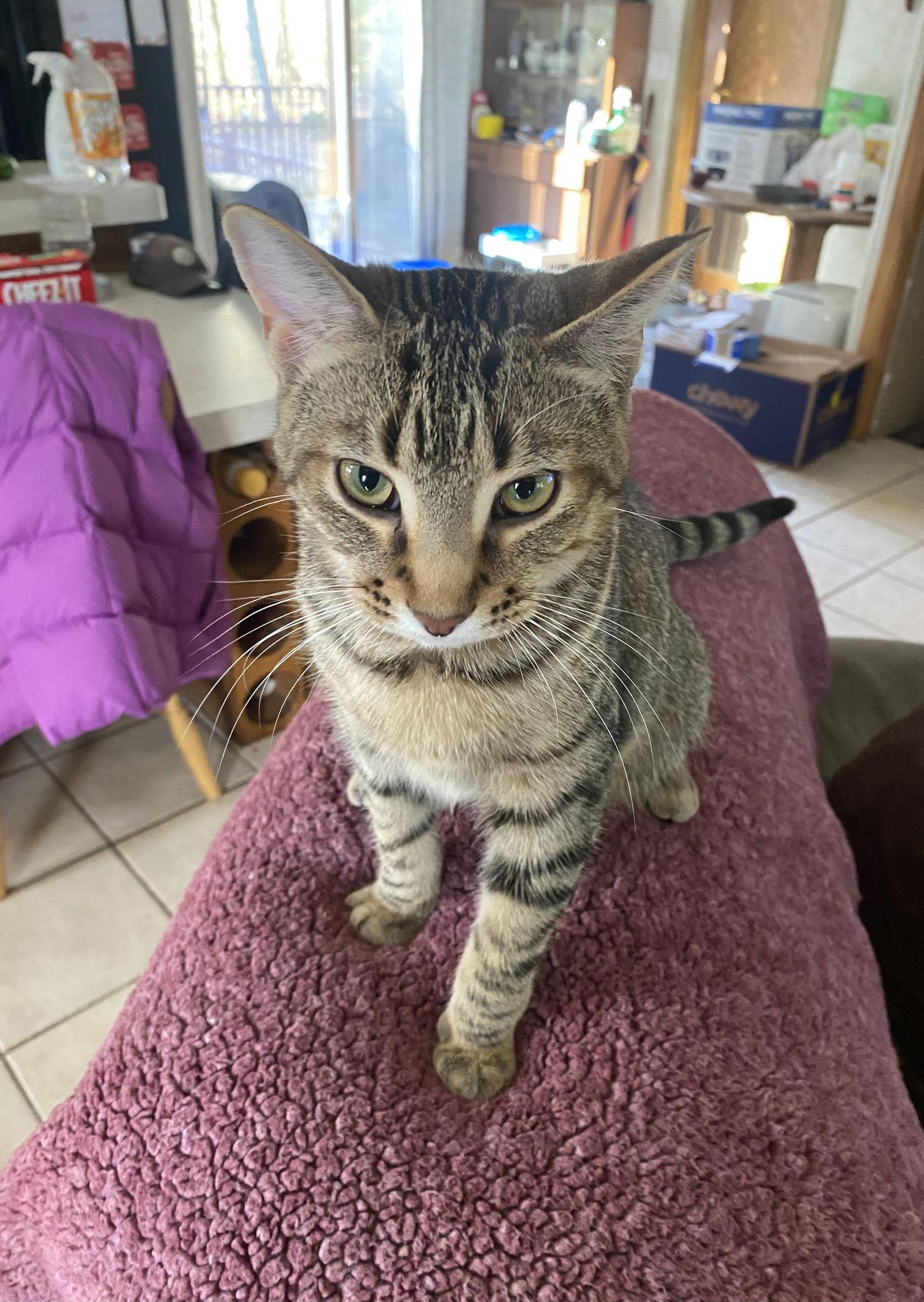 Enlarge Memphis, a Adoptable mixed breed in Walled Lake, MI image 2/3