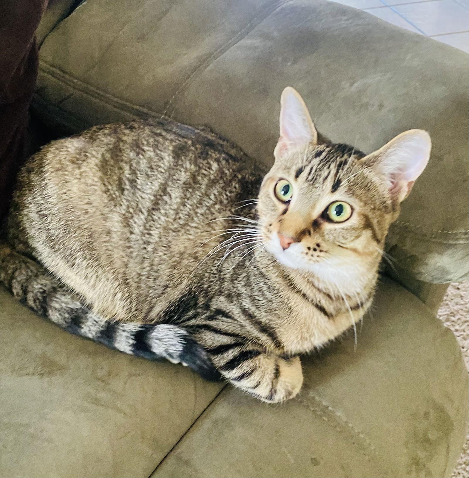 Enlarge Memphis, a Adoptable mixed breed in Walled Lake, MI image 3/3