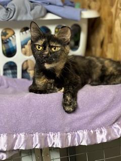 Enlarge Lucy, a Adopted Tortoiseshell in Danville, IL image 1/1