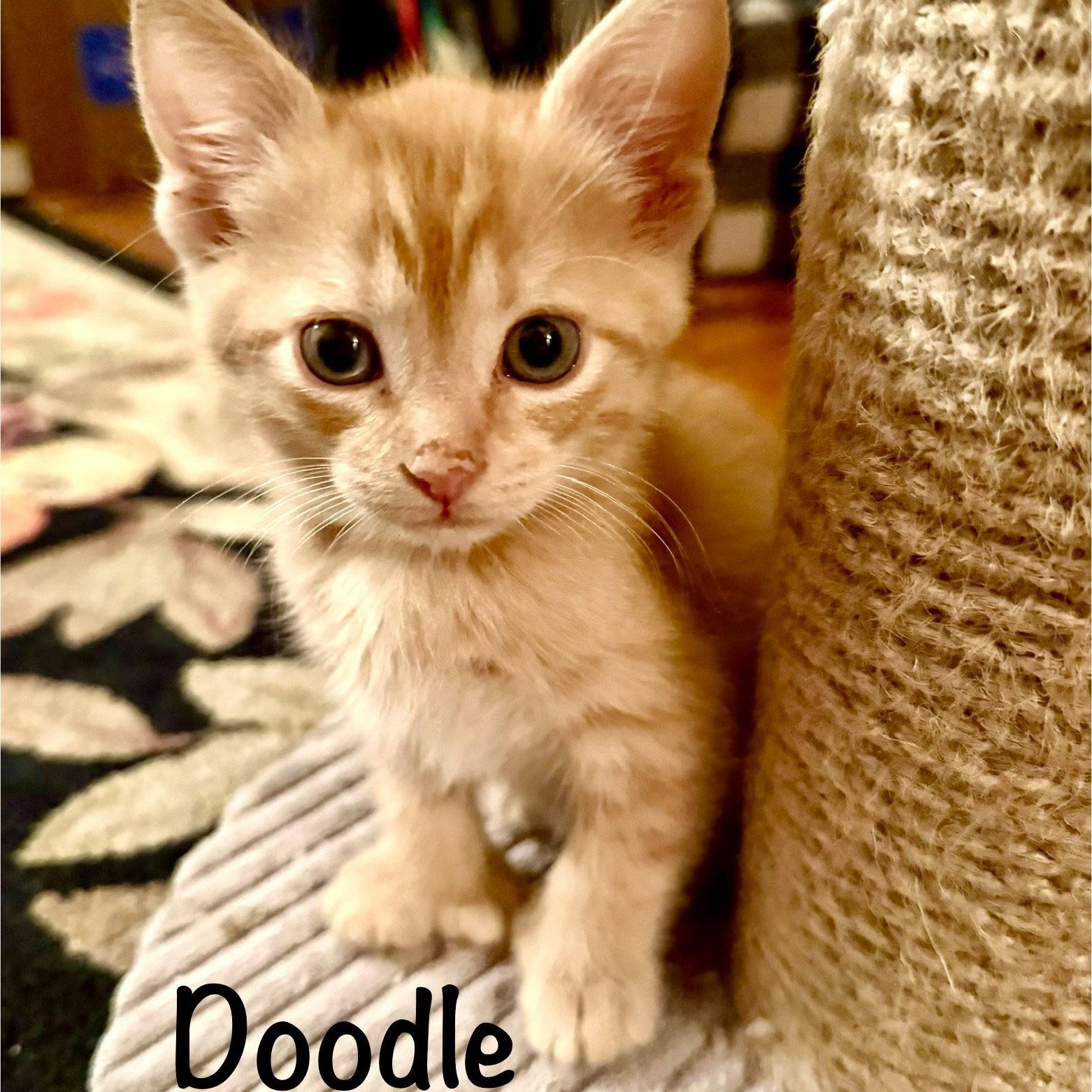 Enlarge Doodle (Polydactyl), a Adoptable Domestic Short Hair in Reston, VA image 2/3