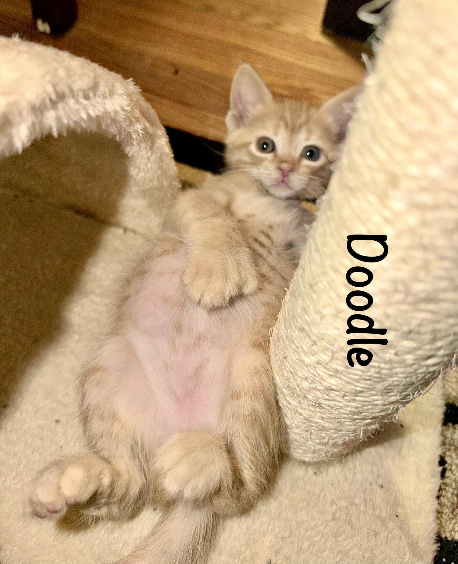 Enlarge Doodle (Polydactyl), a Adoptable Domestic Short Hair in Reston, VA image 3/3