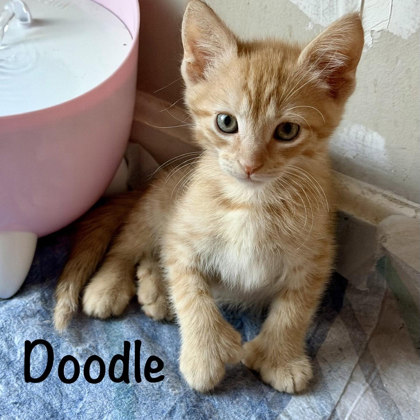 Doodle (Polydactyl), Adoptable, Kitten Male Domestic Short Hair.