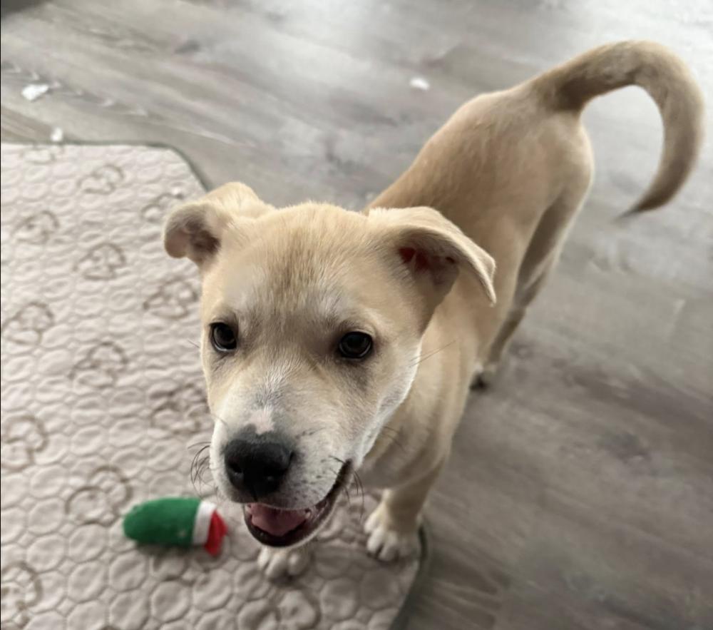 Donner, Adoptable, Puppy Male Husky & Labrador Retriever.