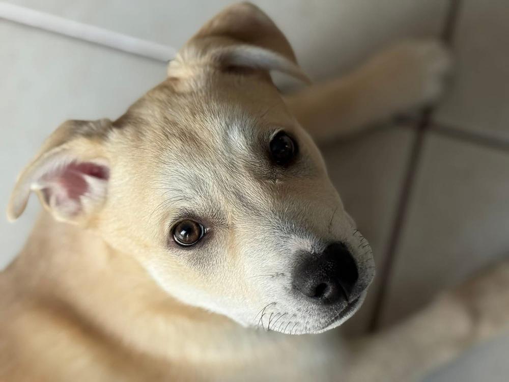 Donner, Adoptable, Puppy Male Husky & Labrador Retriever.