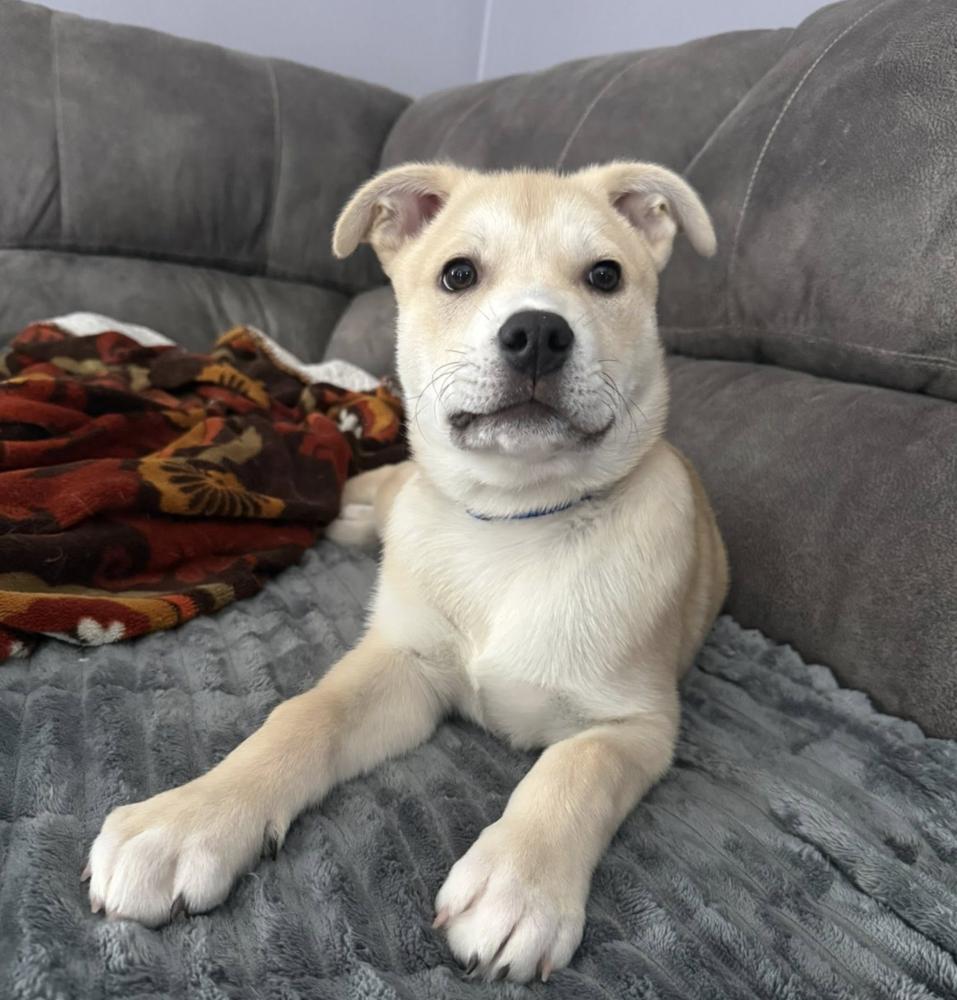 Donner, Adoptable, Puppy Male Husky & Mixed Breed.