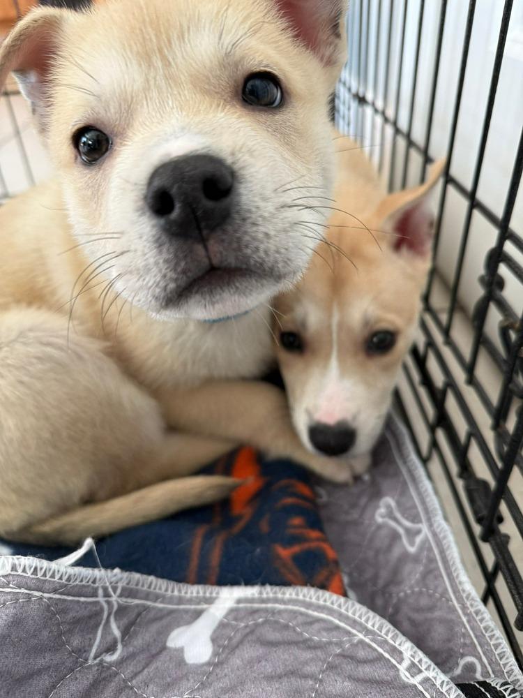 Enlarge Donner, a Adoptable mixed breed in Middletown, CT image 2/6