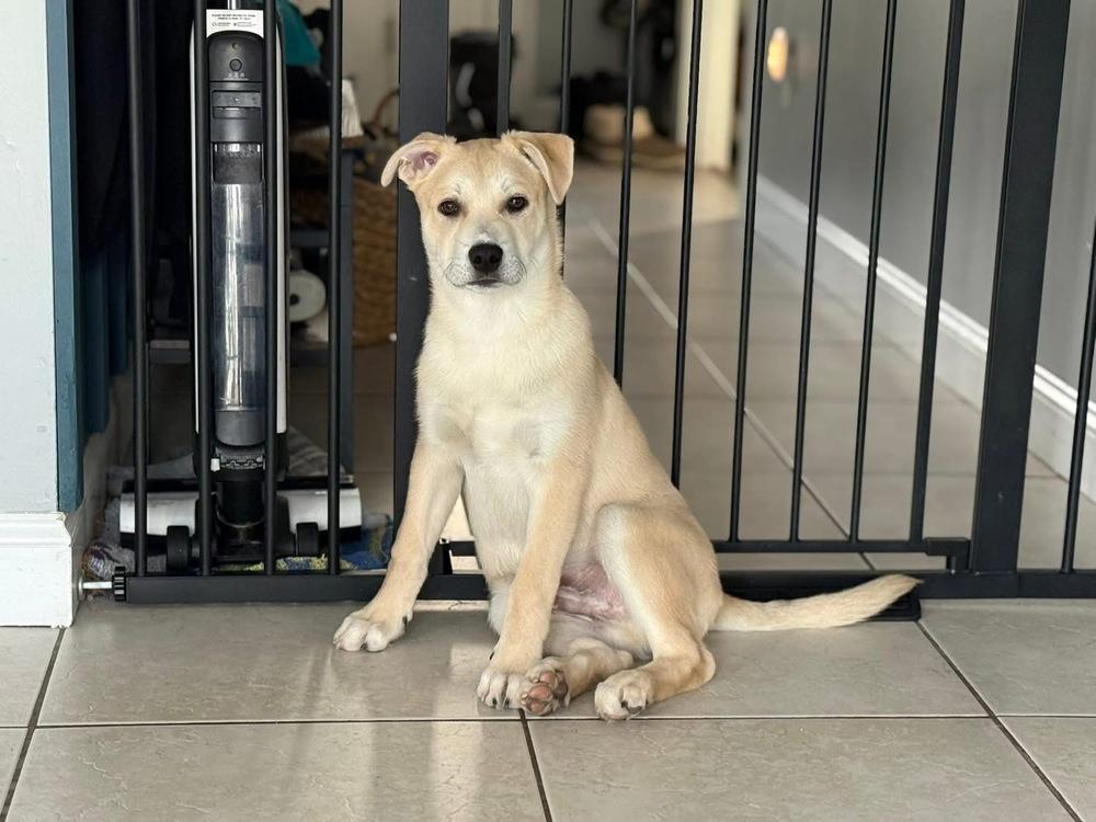 Enlarge Donner, a Adoptable mixed breed in Middletown, CT image 4/6