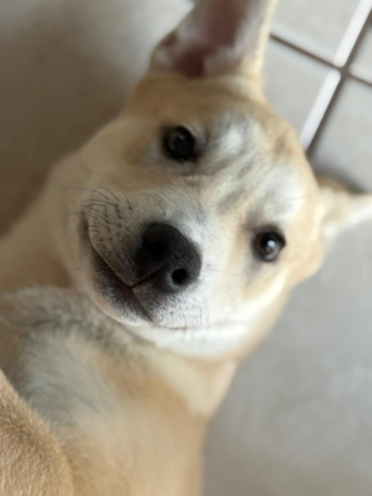 Enlarge Donner, a Adoptable mixed breed in Middletown, CT image 5/6