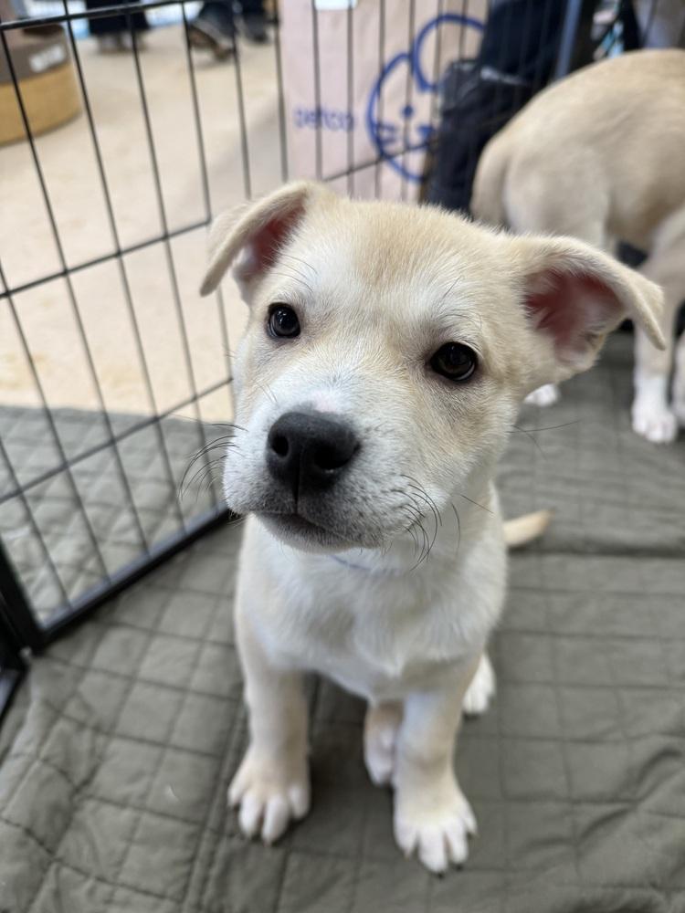 Enlarge Donner, a Adoptable mixed breed in Middletown, CT image 4/6