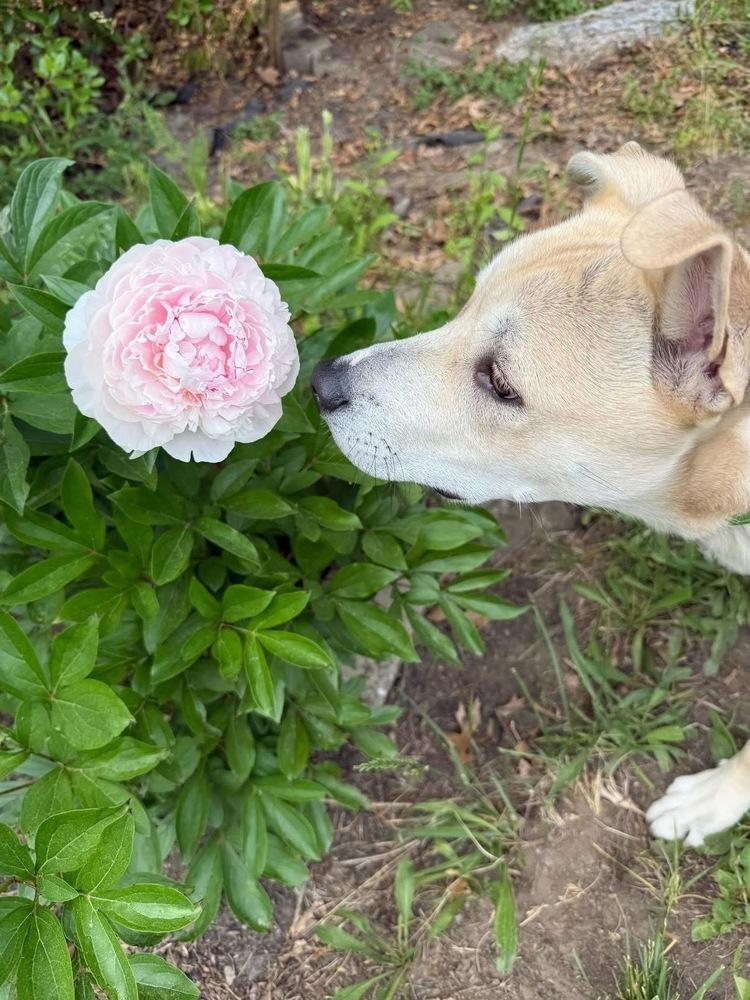 Donner, a Adoptable mixed breed in Middletown, CT image 6/6