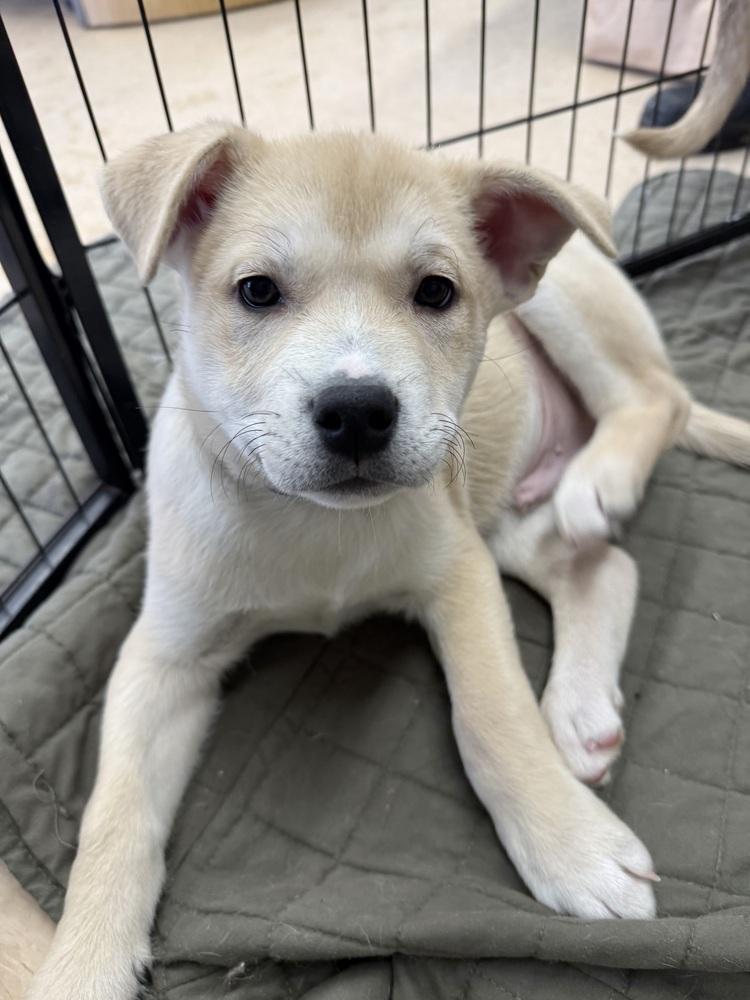 Enlarge Donner, a Adoptable mixed breed in Middletown, CT image 6/6