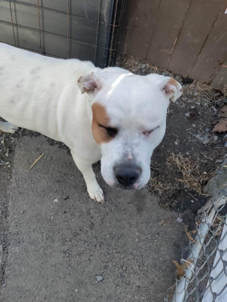 Iris, Adoptable, Adult Female Pit Bull Terrier.