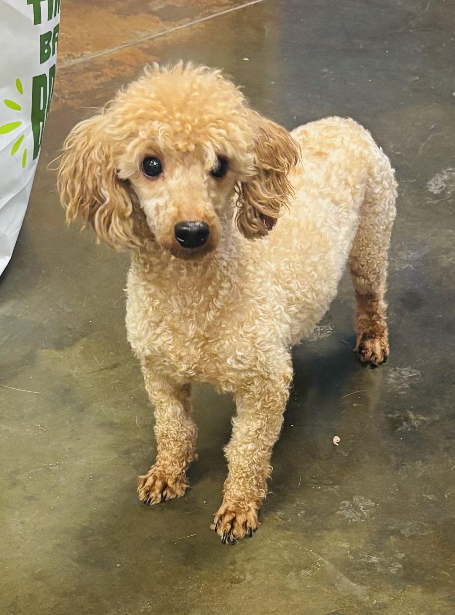 Gino, Adoptable, Adult Male Miniature Poodle.
