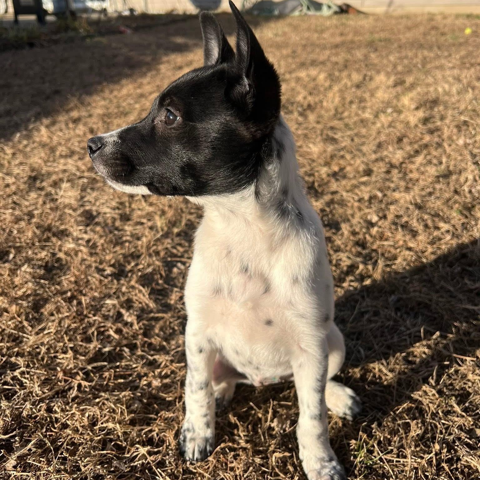 Enlarge Jordache, an adopted mixed breed in Owensboro, KY image 3/5