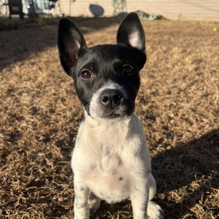 Jordache, adopted, Puppy Male Mixed Breed.