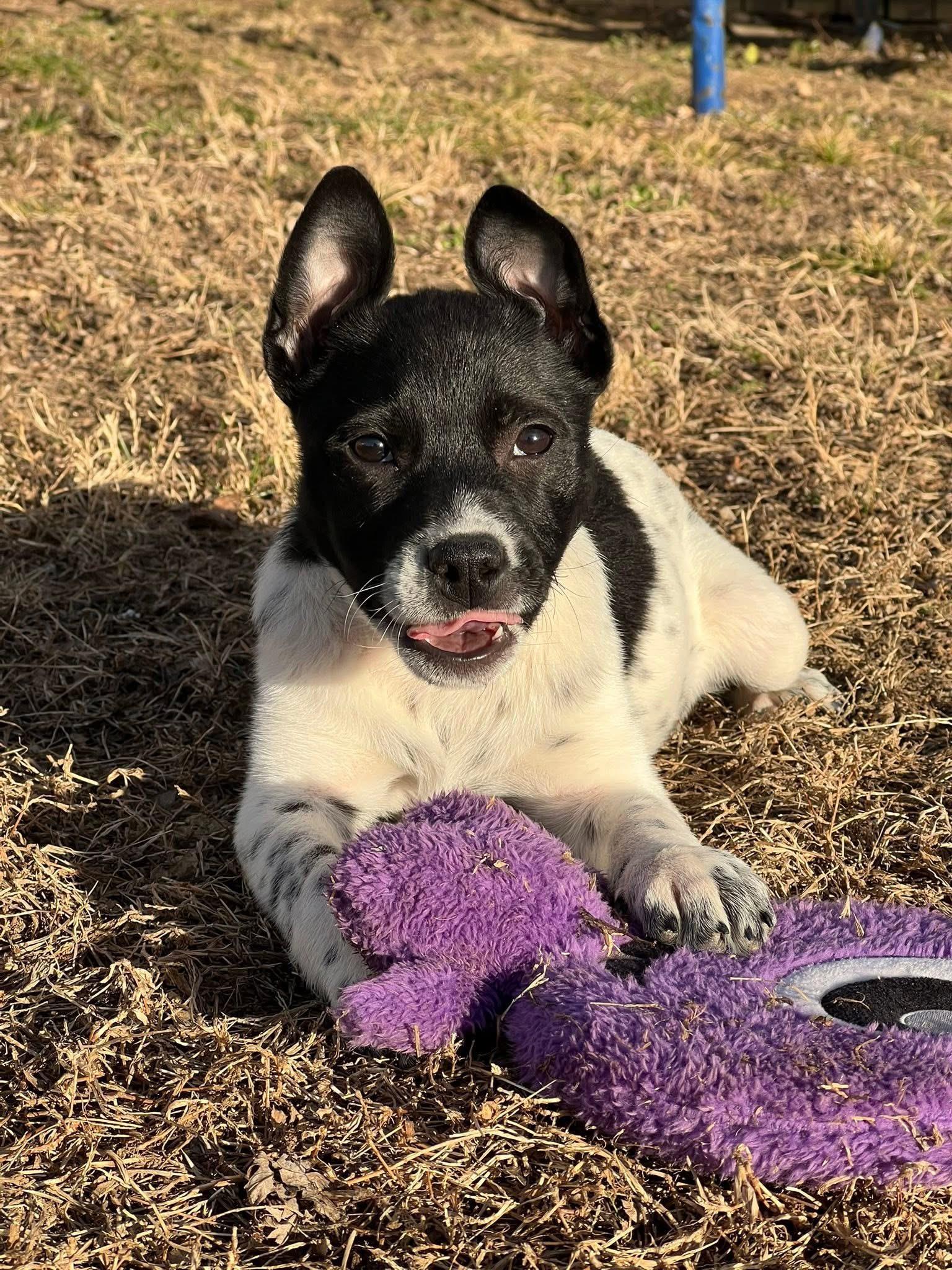 Enlarge Jordache, an adopted mixed breed in Owensboro, KY image 2/5