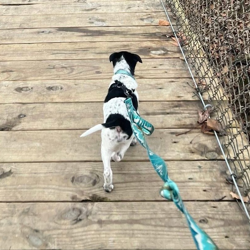 Enlarge Jordache, an adopted mixed breed in Owensboro, KY image 4/5