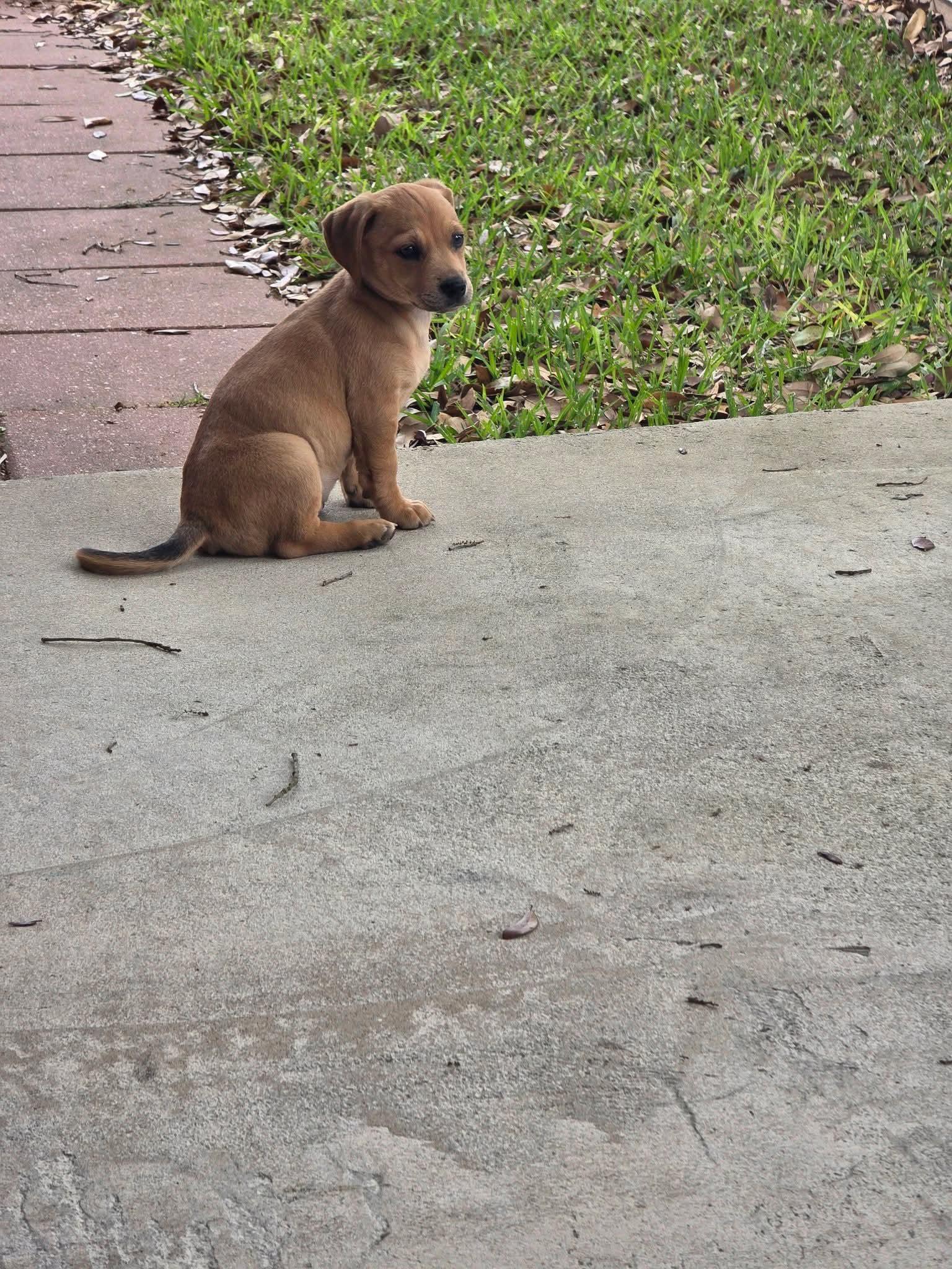 Enlarge Kelley - LOCAL ADOPTION ONLY, an adopted mixed breed in Fort Walton Beach, FL image 3/3