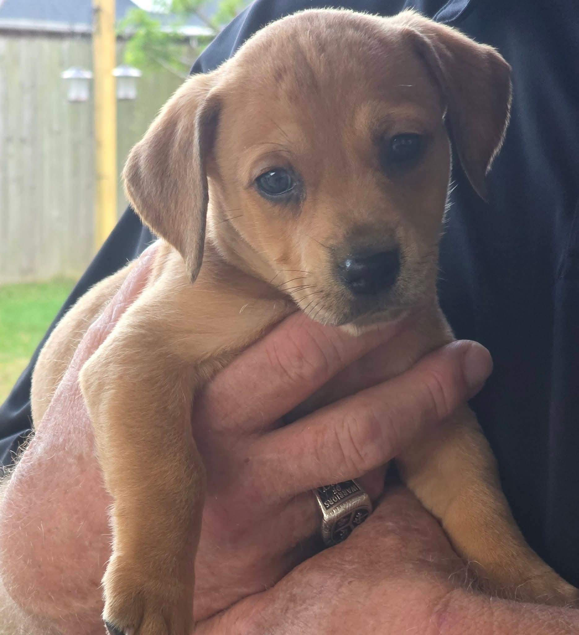 Enlarge Kelley - LOCAL ADOPTION ONLY, an adopted mixed breed in Fort Walton Beach, FL image 2/3