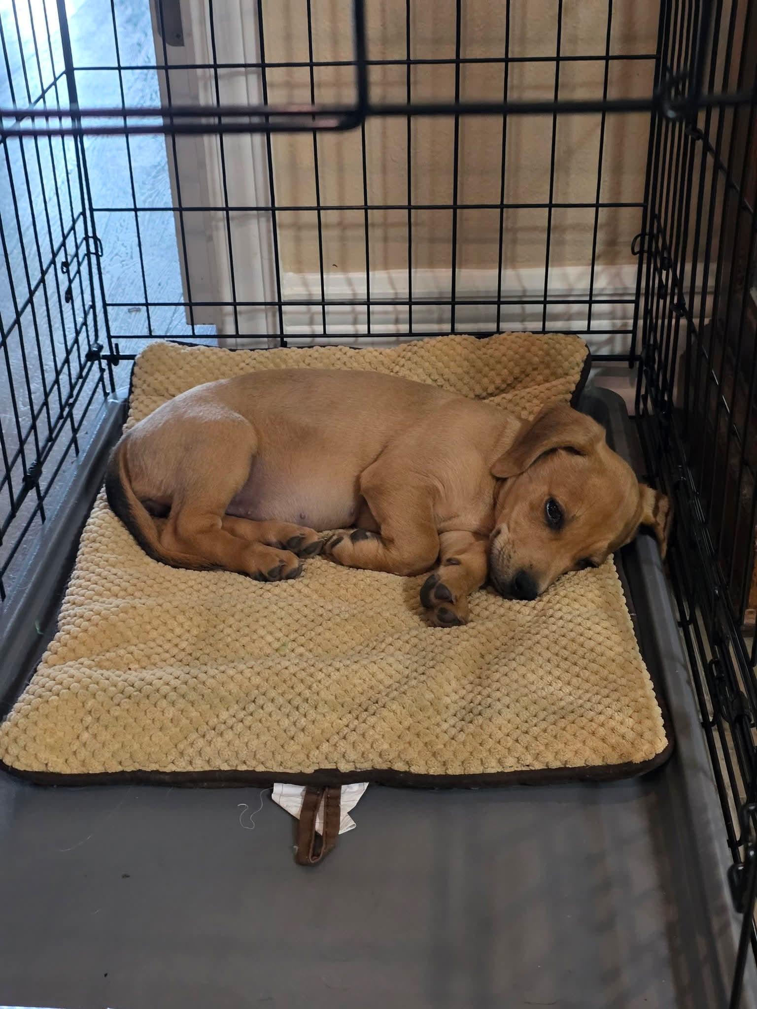 Enlarge Kelley - LOCAL ADOPTION ONLY, an adopted mixed breed in Fort Walton Beach, FL image 1/3