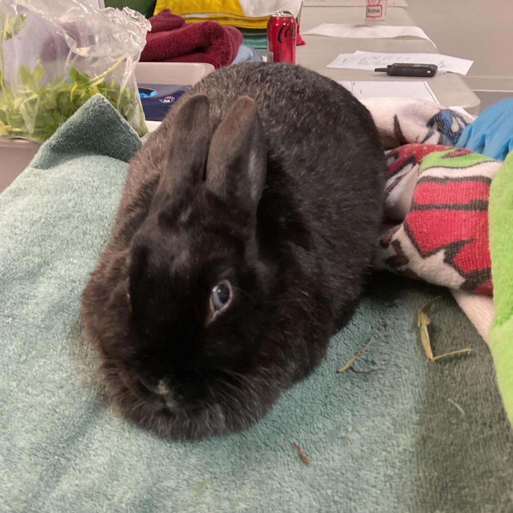 Enlarge Greta Bunberg, a Adoptable American in Ferndale, WA image 1/1
