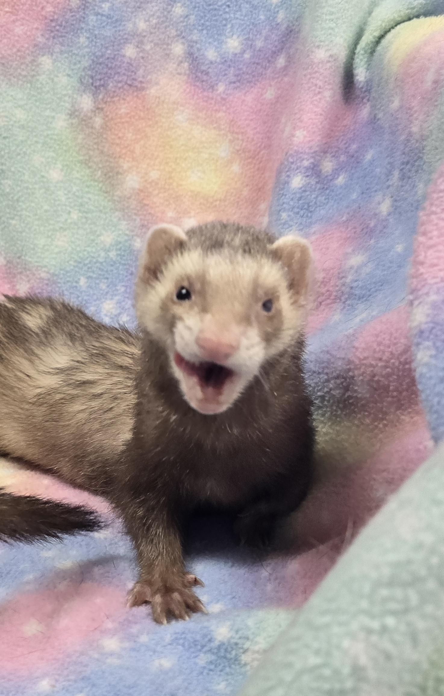 Enlarge Poppy and Joey, a ADOPTABLE Ferret in Randolph, NJ image 2/4