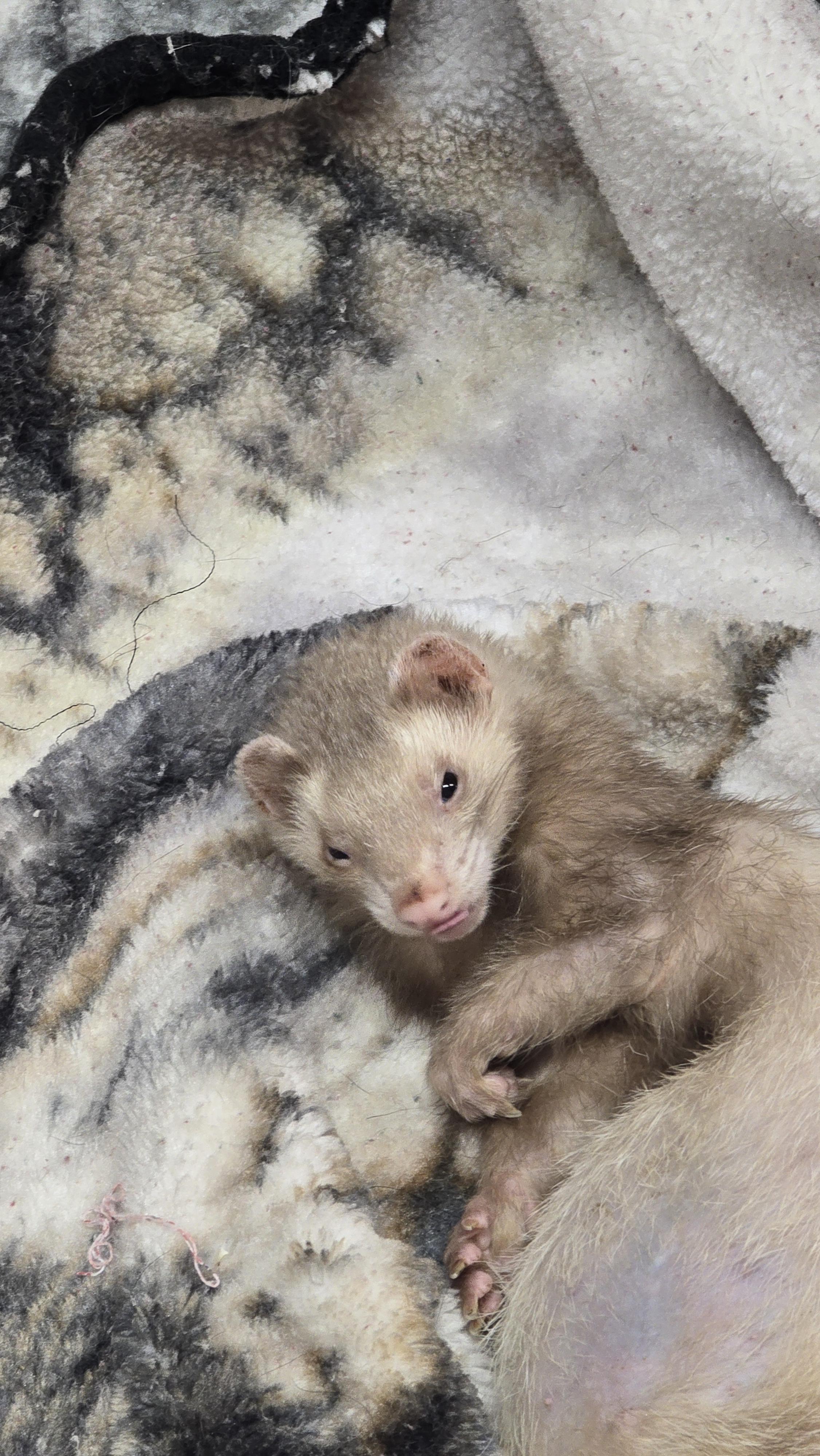 Enlarge Poppy and Joey, a ADOPTABLE Ferret in Randolph, NJ image 3/4