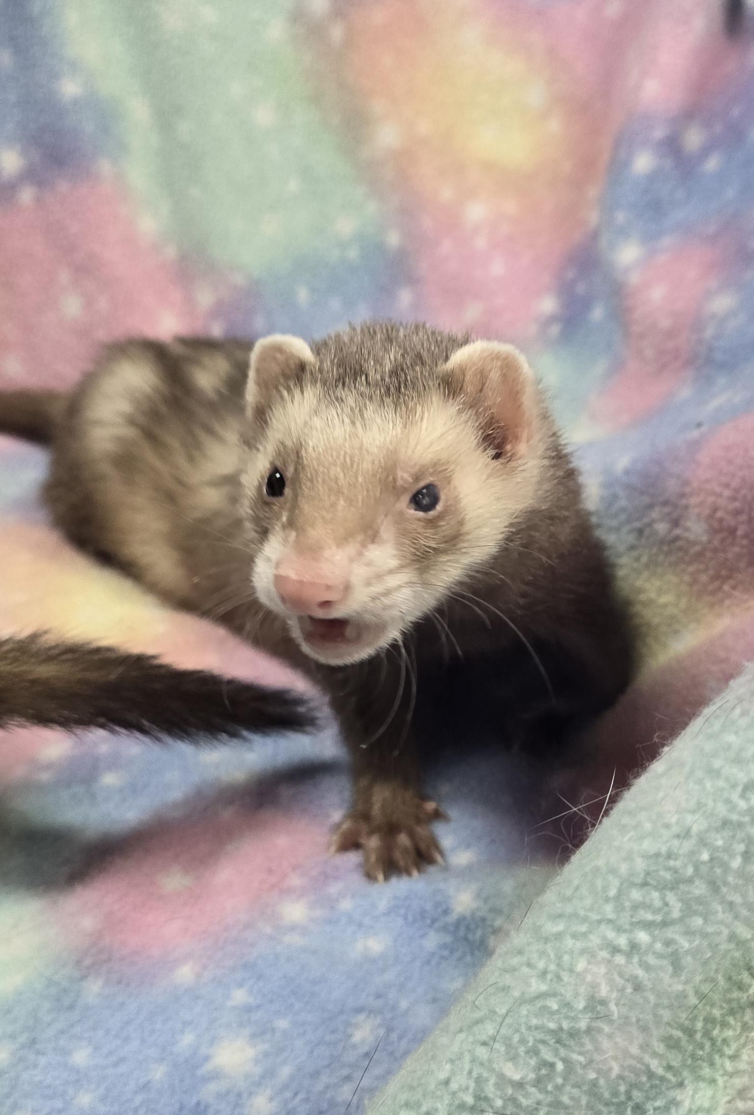 Poppy and Joey, ADOPTABLE, Senior Male Ferret.