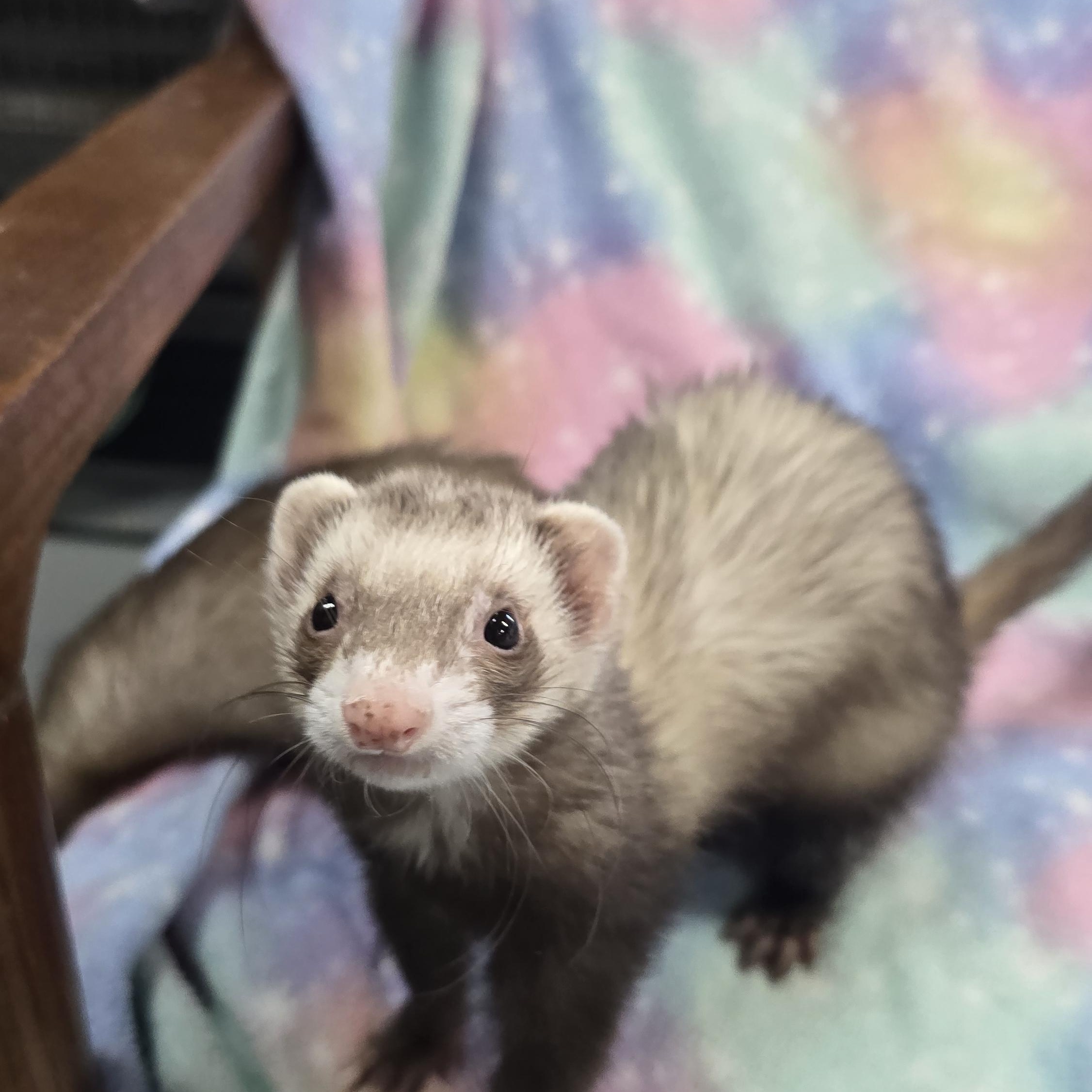 Enlarge Poppy and Joey, a ADOPTABLE Ferret in Randolph, NJ image 4/4