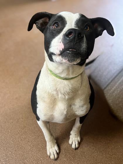 Samson, Adoptable, Adult Male Pit Bull Terrier.
