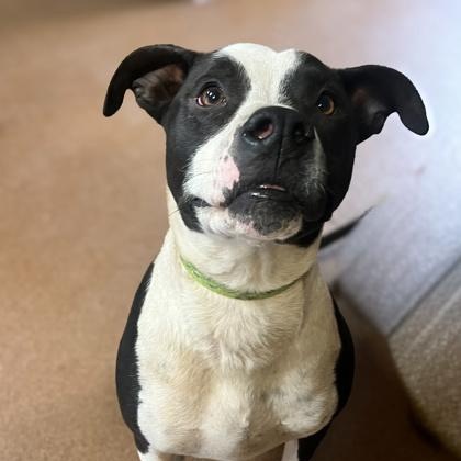 Enlarge Samson, a Adoptable Pit Bull Terrier in Winfield, KS image 1/1