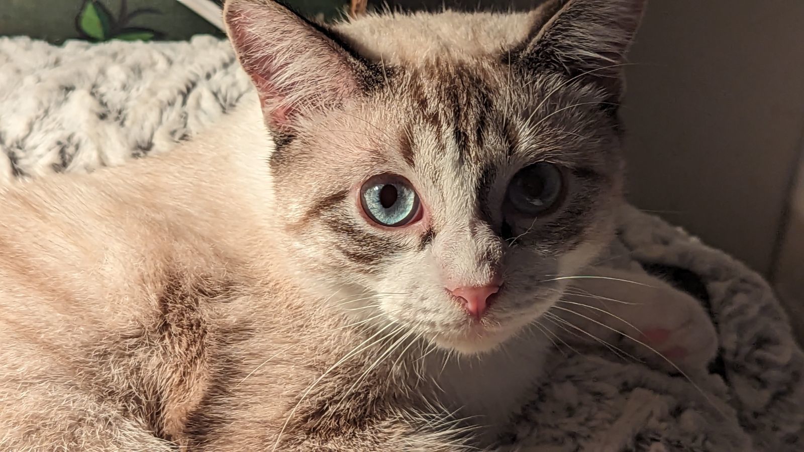 Sterling thumbnail 2