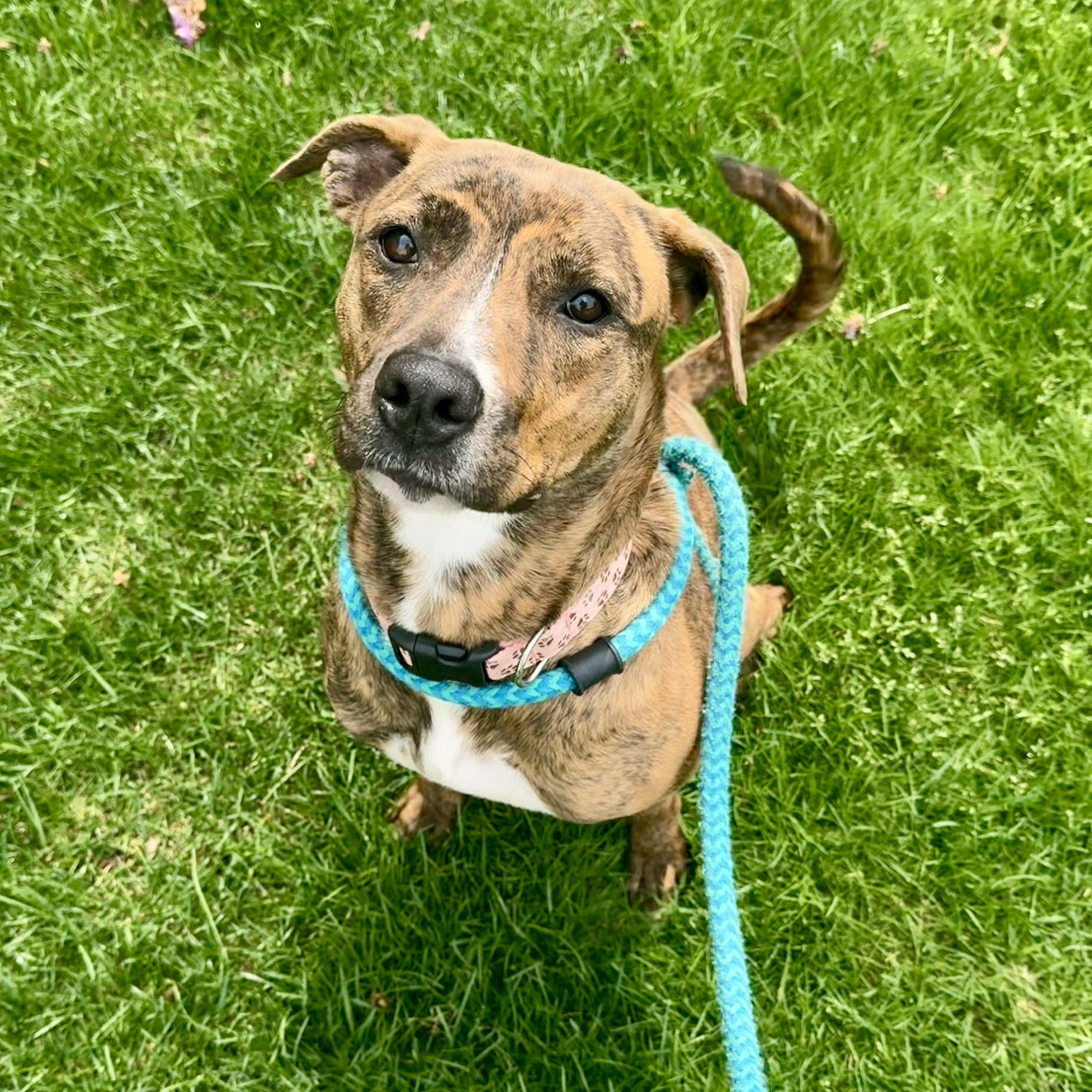 LAILA, Adoptable, Adult Female Mixed Breed.