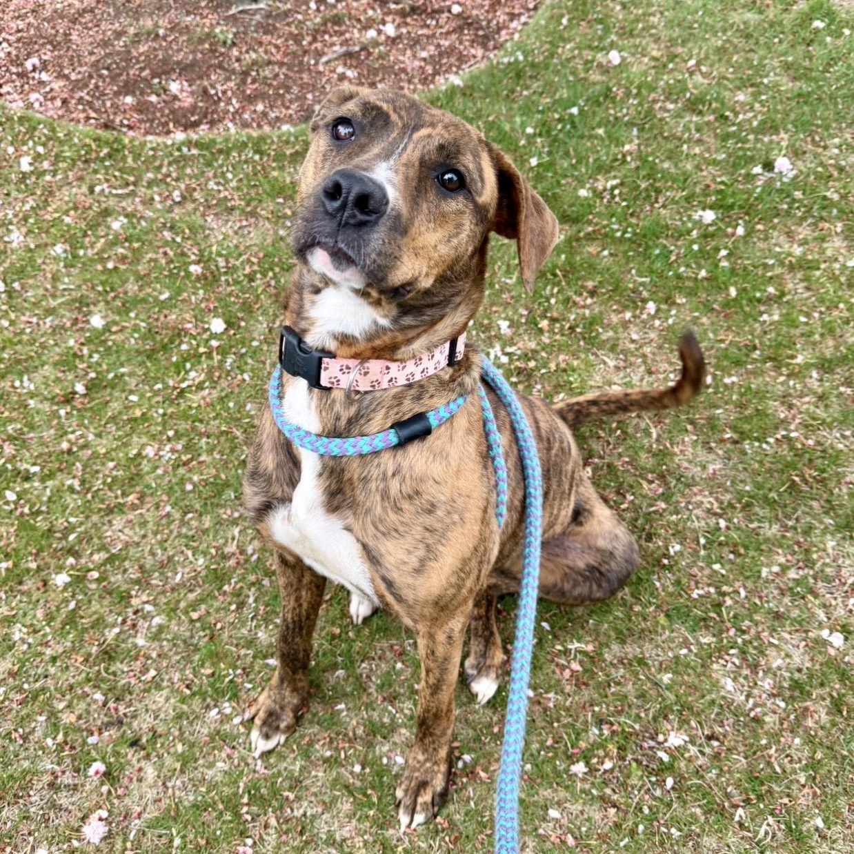 LAILA, a Adoptable mixed breed in Cranston, RI image 3/4