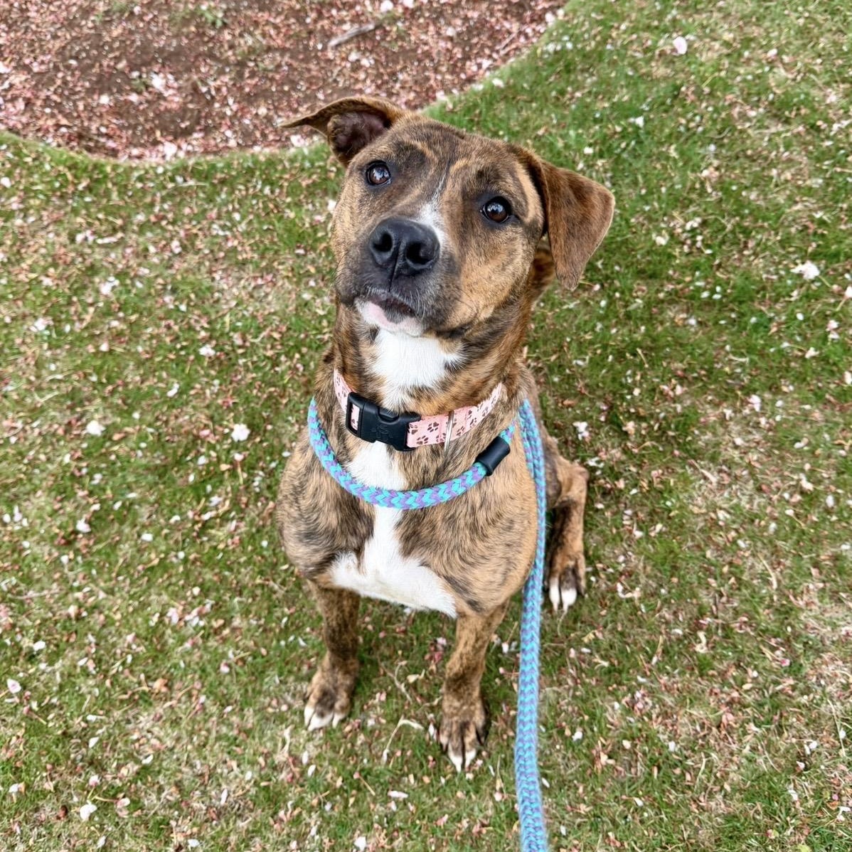 LAILA, a Adoptable mixed breed in Cranston, RI image 4/4
