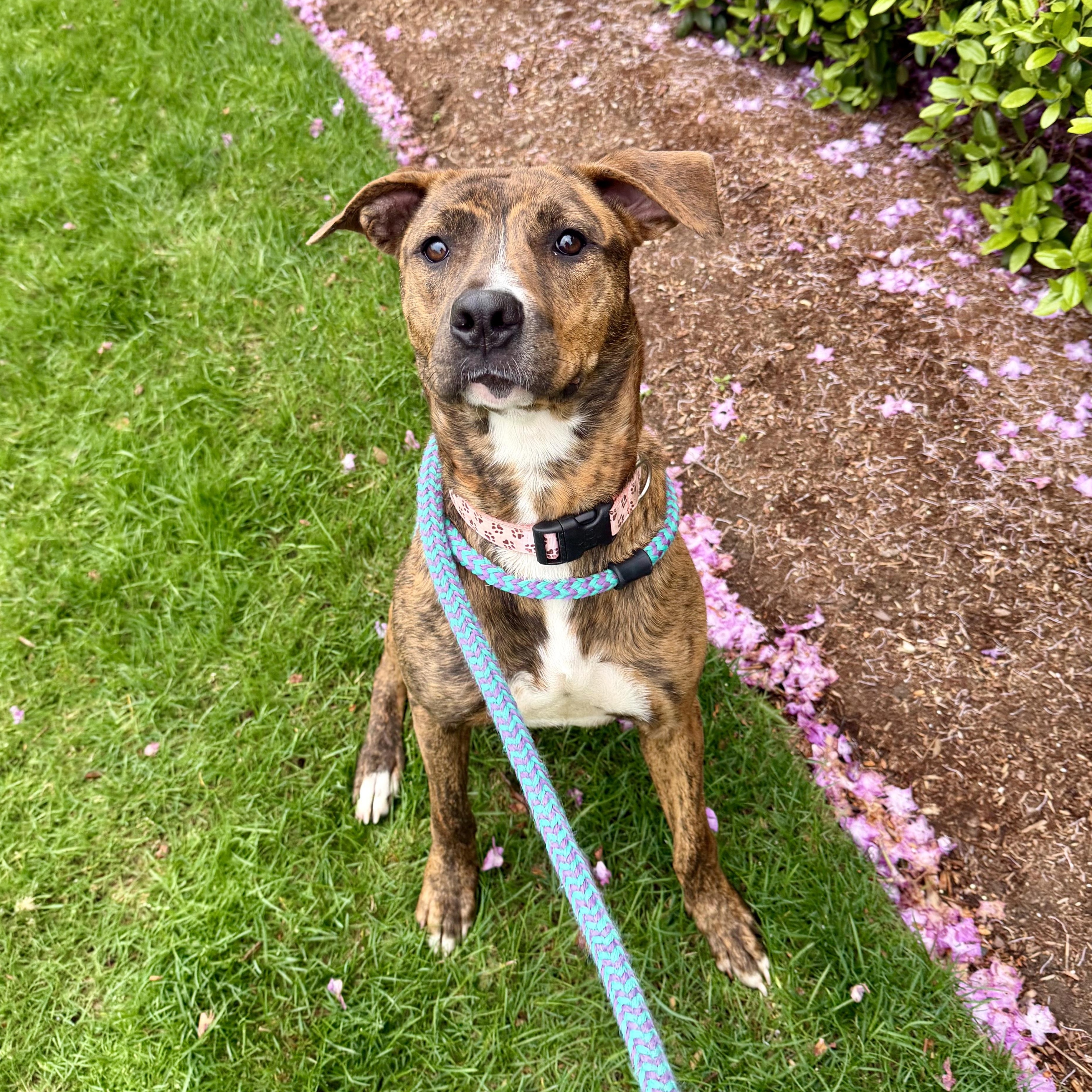 LAILA, a Adoptable mixed breed in Cranston, RI image 2/4