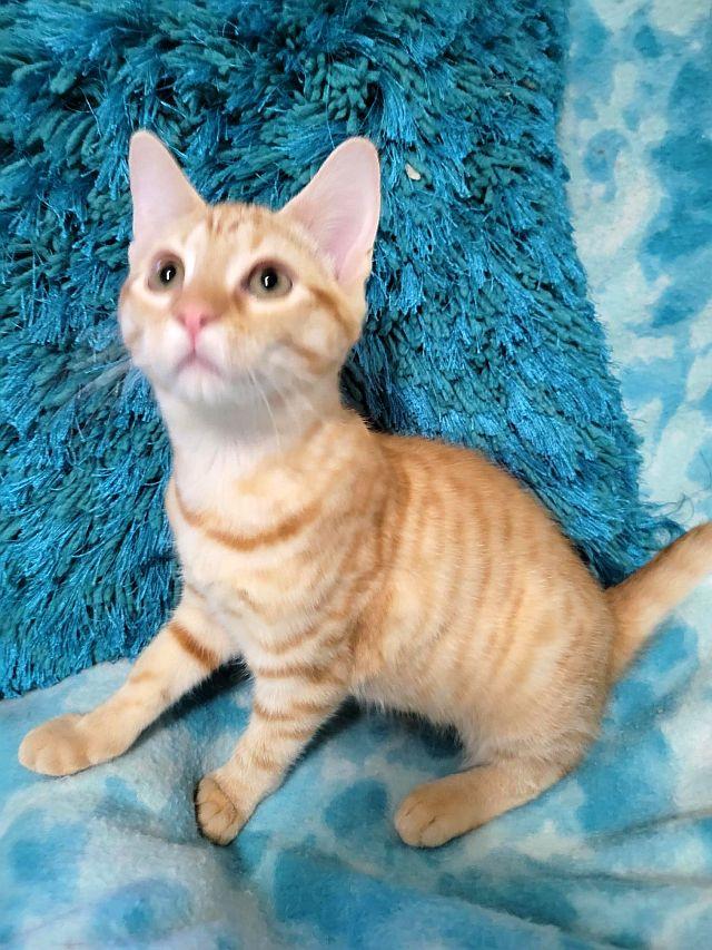 STAR-BRITE, a Adoptable Domestic Short Hair in Powder Springs, GA image 1/3
