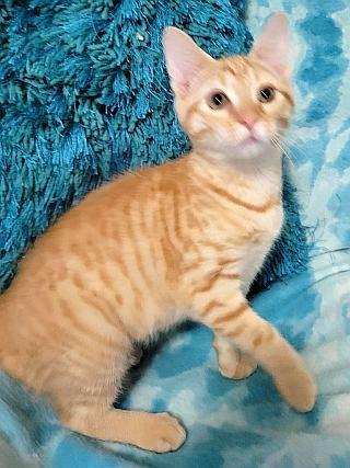 STAR-BRITE, a Adoptable Domestic Short Hair in Powder Springs, GA image 2/3