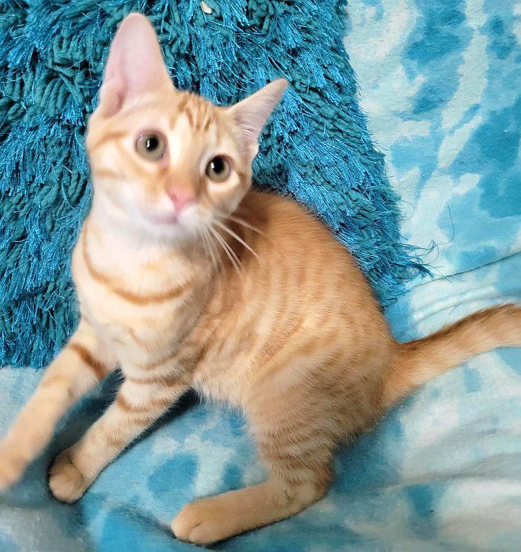 STAR-BRITE, a Adoptable Domestic Short Hair in Powder Springs, GA image 3/3