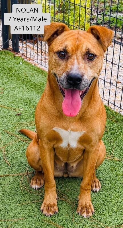 Enlarge Nolan, a Adoptable Pit Bull Terrier in Supply, NC image 1/1