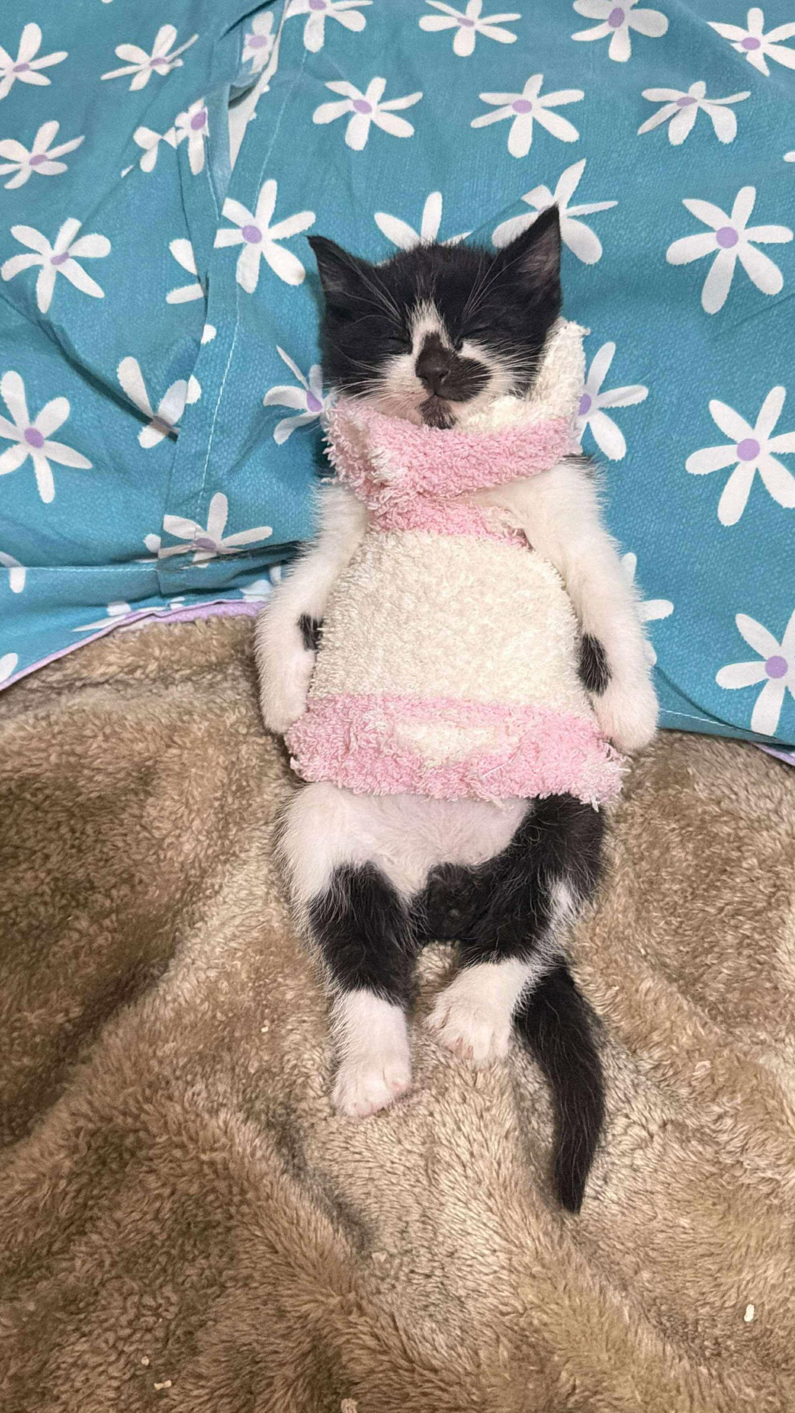 Porthos, Adoptable, Young Male Domestic Short Hair.