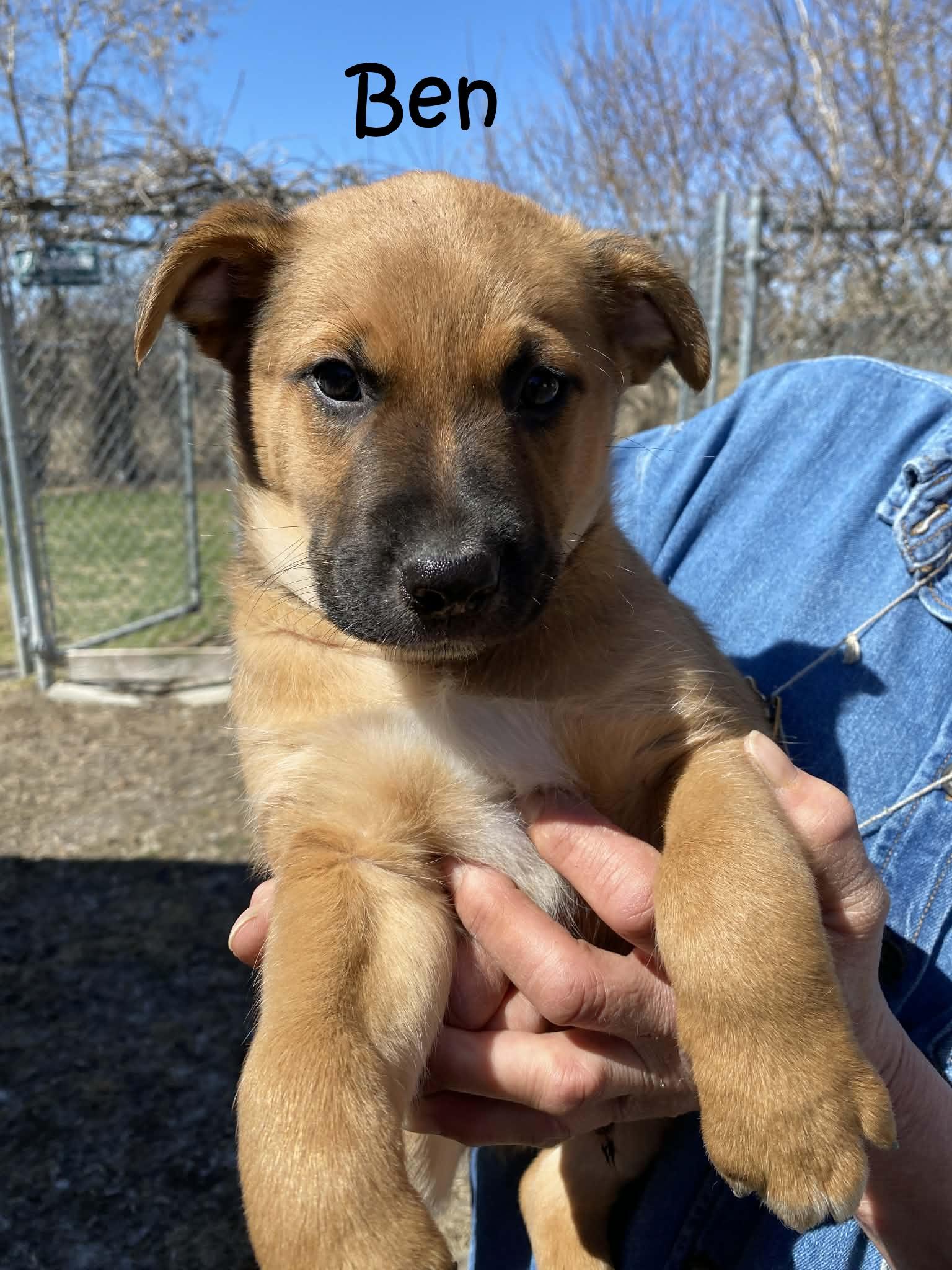 Ben, ADOPTABLE, Puppy Male Mixed Breed & Shepherd.