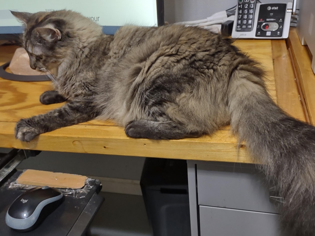 Misha, a Adoptable mixed breed in Simms, TX image 1/8